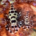 shrimp_coleman_bhr_tam_v_0345_bal6207.jpg